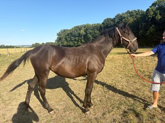 Starokladrubský vraník - 2