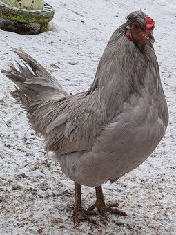 Kohout Araukany levandulové - 2