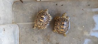 Želva pardálí - 2