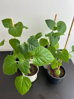 Sazenice physalisu – mochyně peruánská (zlaté bobule) - 2