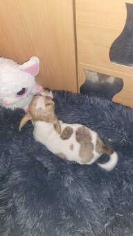 ČIVAVA KRATKOSRSTA PEJSEK - 2