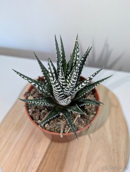 Sukulent - Haworthia fasciata Big Band - 2