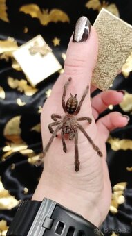 Psalmopoeus Irminia -Sklípkan ohnivý - 2
