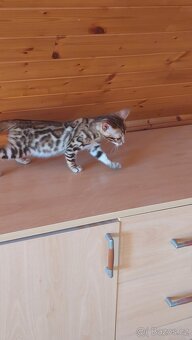 Bengalská kočka-koťátka s PP - 2