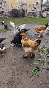 Kohouti Brahmanky - 2