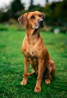 Rhodeský ridgeback - 2