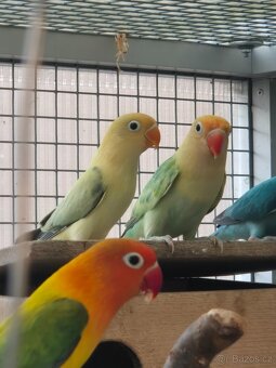 Agapornis fischeri - 2