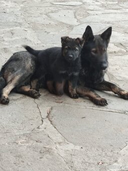 Německý ovčák fena - 2