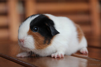 Krátkosrsté morče, morčátko, morčata s PP - 2