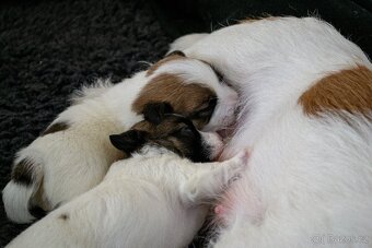 Jack Russell Terrier s PP - 2