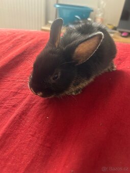 Zakrslý králíci i se samcem - 2