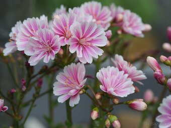 Lewisei- ruzova, bila, merunkova - 2