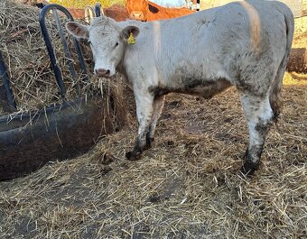 Jalovice charolais - 2