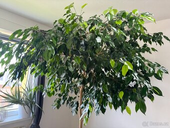 Strom Ficus Benjamin - 2