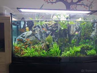 Paludárium/Akvárium - 2