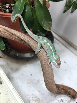 Chameleon pardáli - 2
