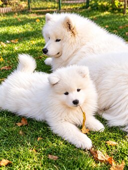 Samojed s PP - štěňátka - 2