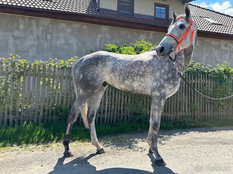 KVALITNÍ VALACH DO SPORTU - 2