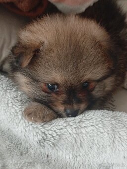 Pomeranian špic - 2