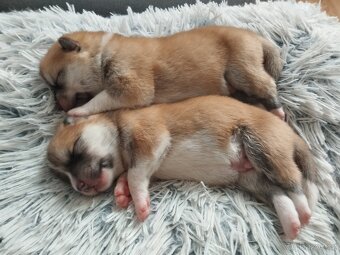Štěňata Akita inu - 2