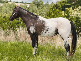Černý HOMOZYGOT - Appaloosa – připouštění - 2