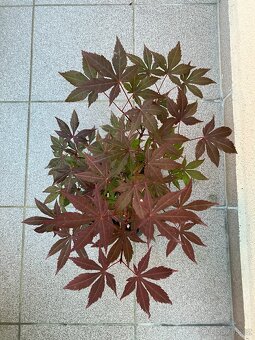 Bonsai, Bonsaj, japonský javor, skalky - 2