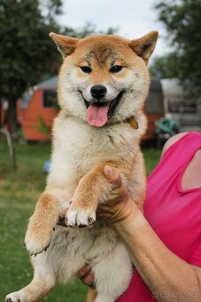 Shiba inu s PP - 2