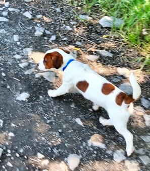 Jack Russell terier pejsek s rodokmenem - 2
