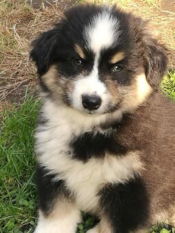 Miniaturní americký ovčák- pejskové s PP v barvě - 2