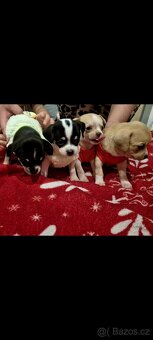 Čivava mini štěňata bez pp - 2