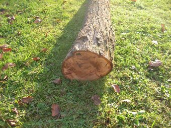 Dva kmeny švestky - 2