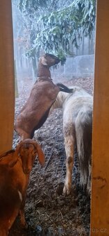 Anglonubijské kozy  AN za symbolickou cenu - 2