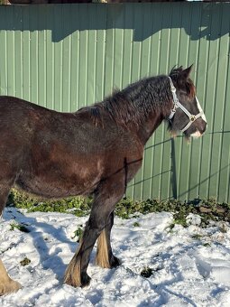 Prodej, výměna IC klisny - 2