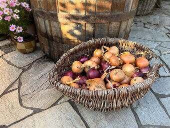 Domaci cibule,jako prebytek z pole,,bez chemie - 2