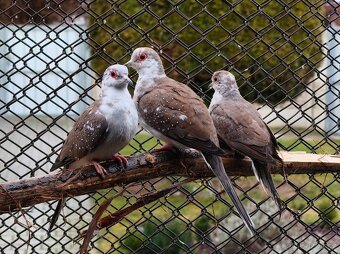 Holoubek diamantový straka + klec zdarma - 2