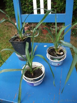 Malé pokojové květiny - 2