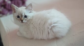 Ragdoll bez PP - 2