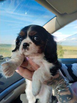 kavalír king charles španěl - 2
