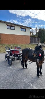 Brička wagoneta pony - 2