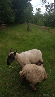 Clun Forest - 2