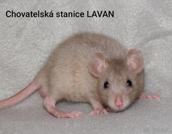 Potkaní kluci s rodokmenem - 2