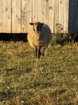 Jehnička kříženec - 2