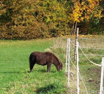 Úžasný poník - 2