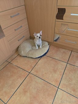 ČIVAVA KRÁTKOSRSTÁ slečna - 2