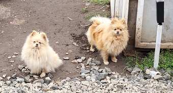 Pomeranian fenka - 2