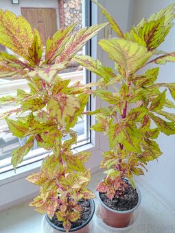 Tlustice, kopřiva, kalanchoe - 2