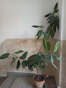 Fíkus 160 cm - 2