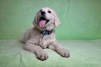 Slovenský čuvač fenky s PP - 2