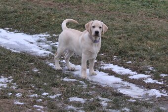 Labrador retriever s PP - 2
