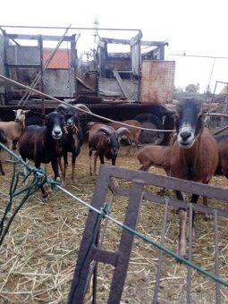 Prodám jehňata ovce kamerunske - 2